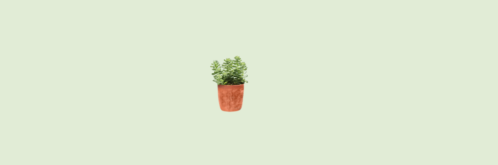 Sedum Burrito: De Hangende Vetplant