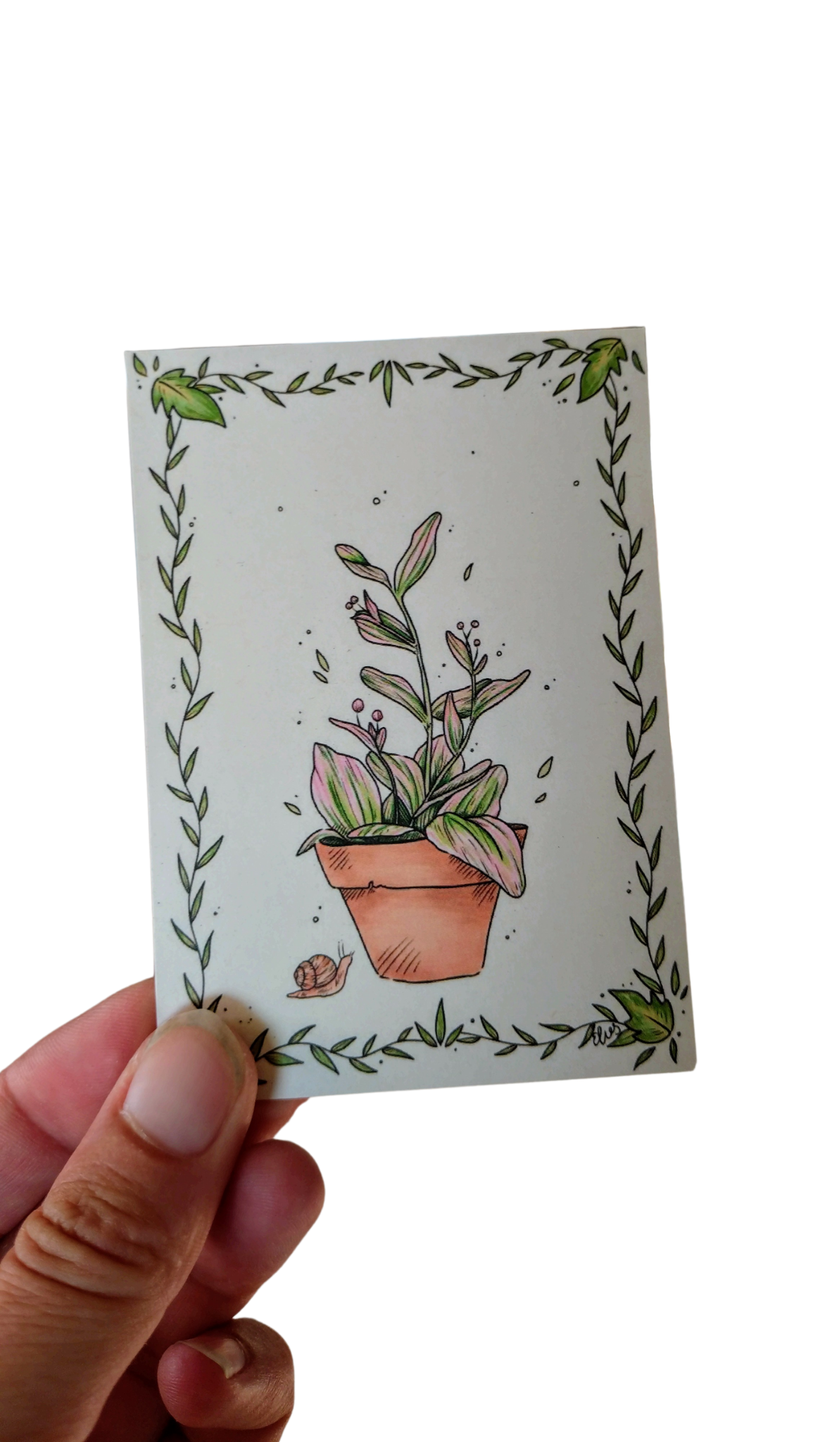 tradescantia - kaartje