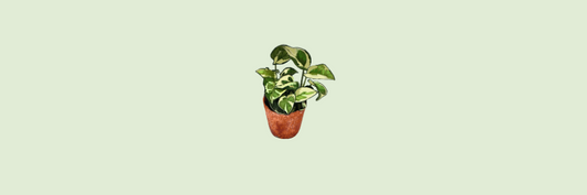 Epipremnum N'joy