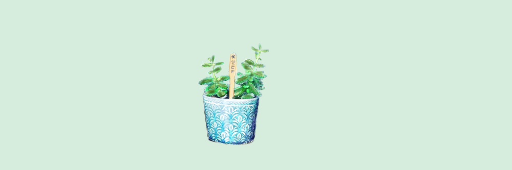 Augurkenplantje: Bijzonder vette kamerplant