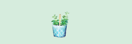 Augurkenplantje: Bijzonder vette kamerplant
