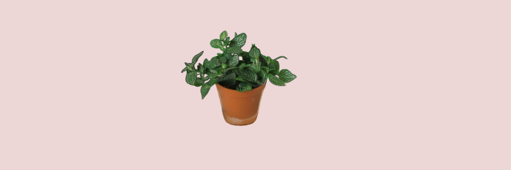 Fittonia