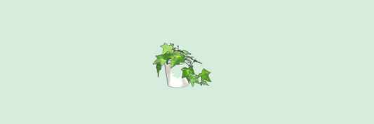 Hedera