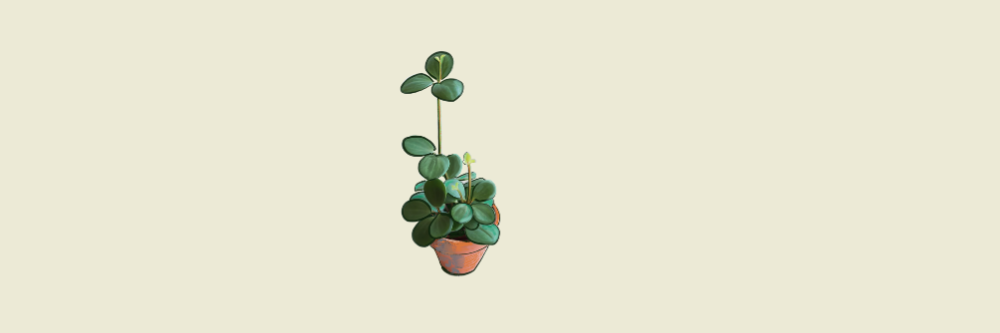 Peperomia Hope