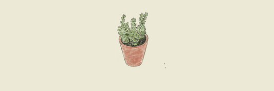 Hottentotten: De compacte Crassula Marnieriana