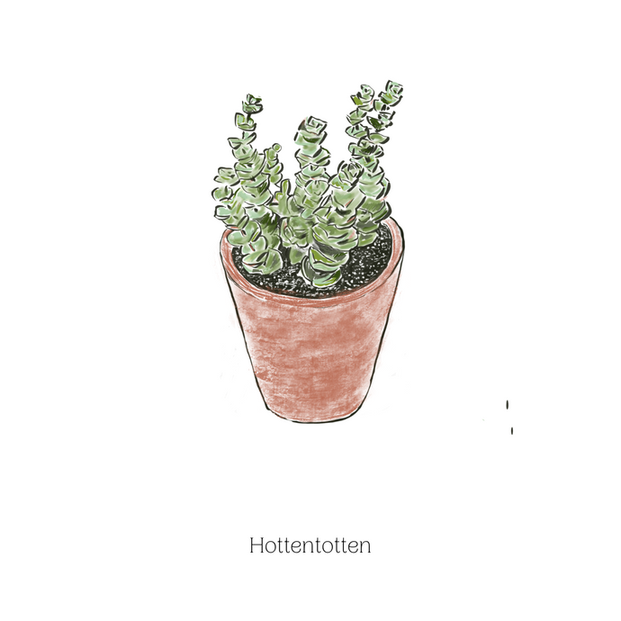 Hottentotten