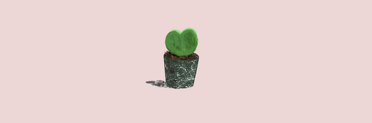 Hoya Kerrii