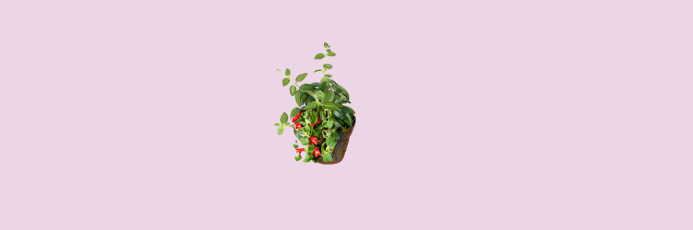 Lipstickplant