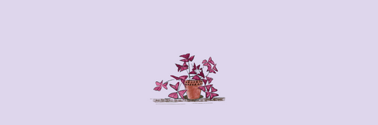 Oxalis Triangularis