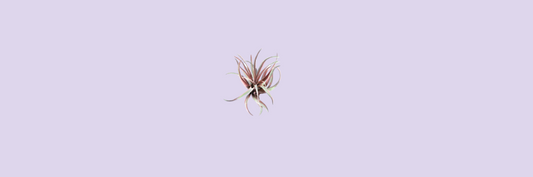 Tillandsia: het bekende luchtplantje