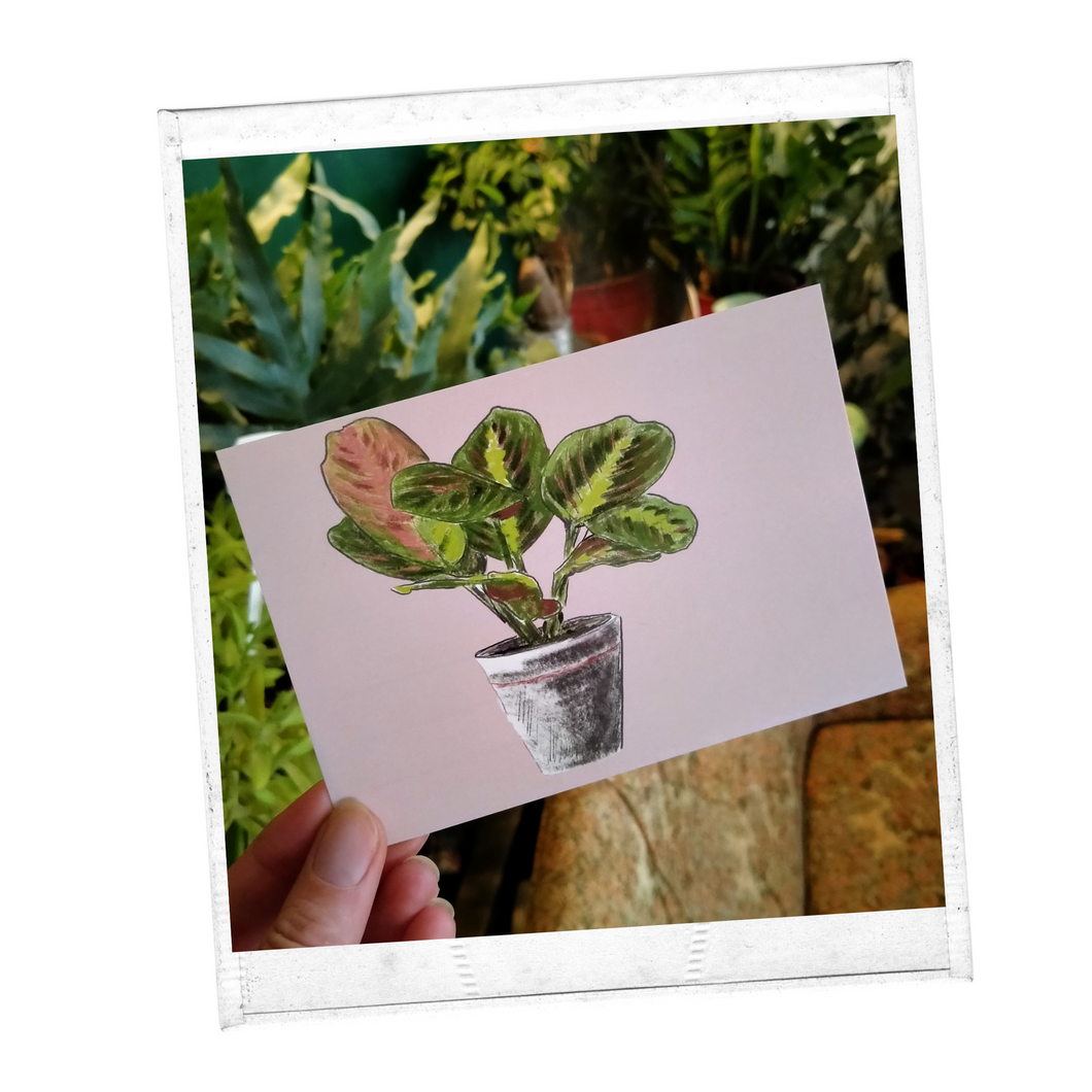 maranta kaartje